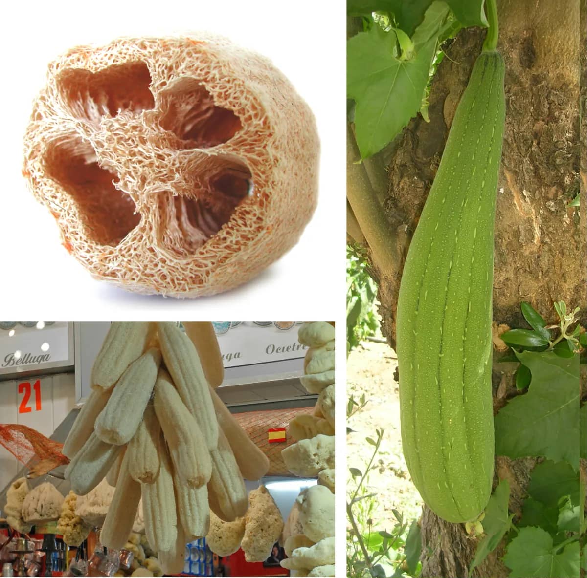 Dried loofah gourds and natural fibrous loofah sponges