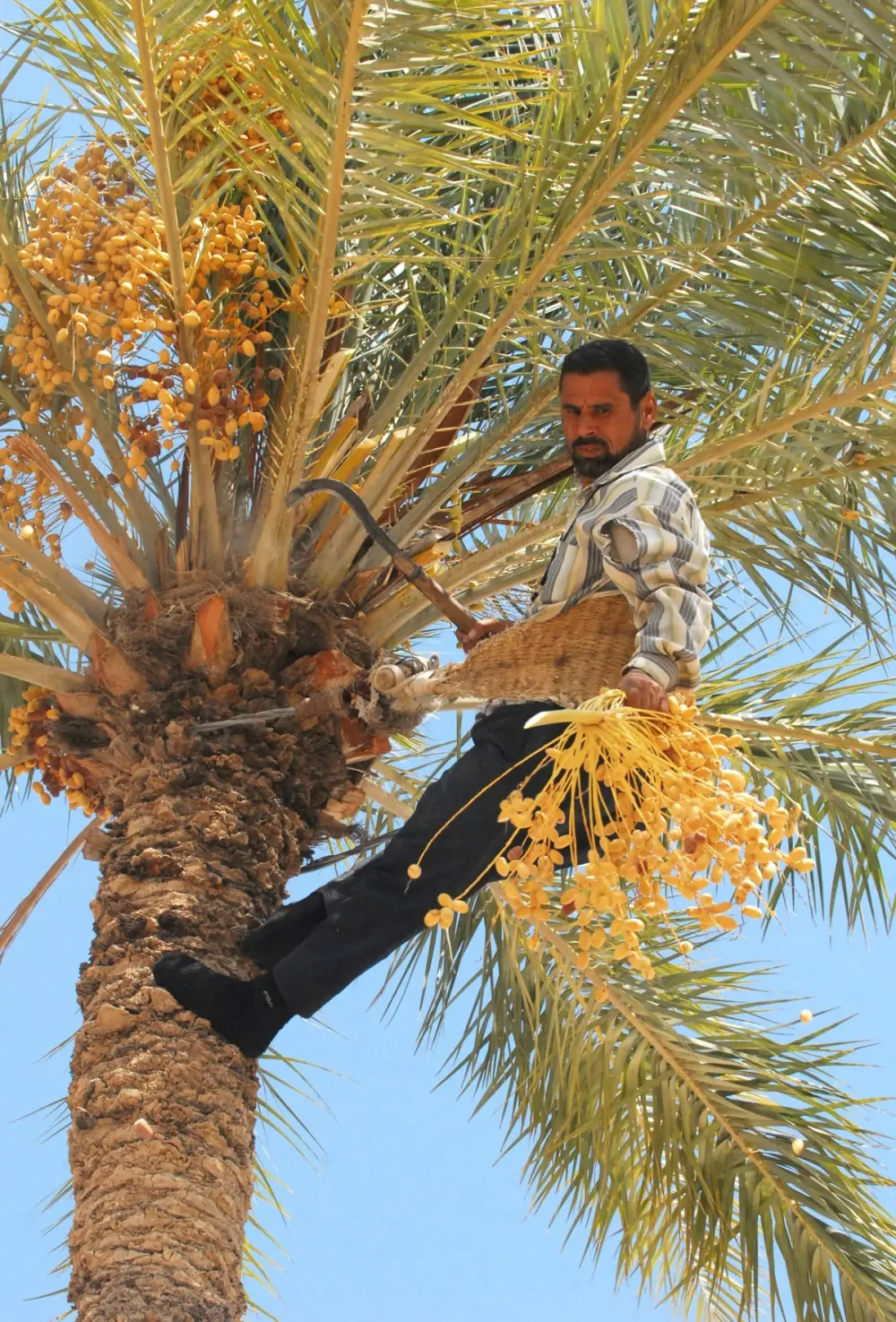 Clusters of brown dates from the date palm