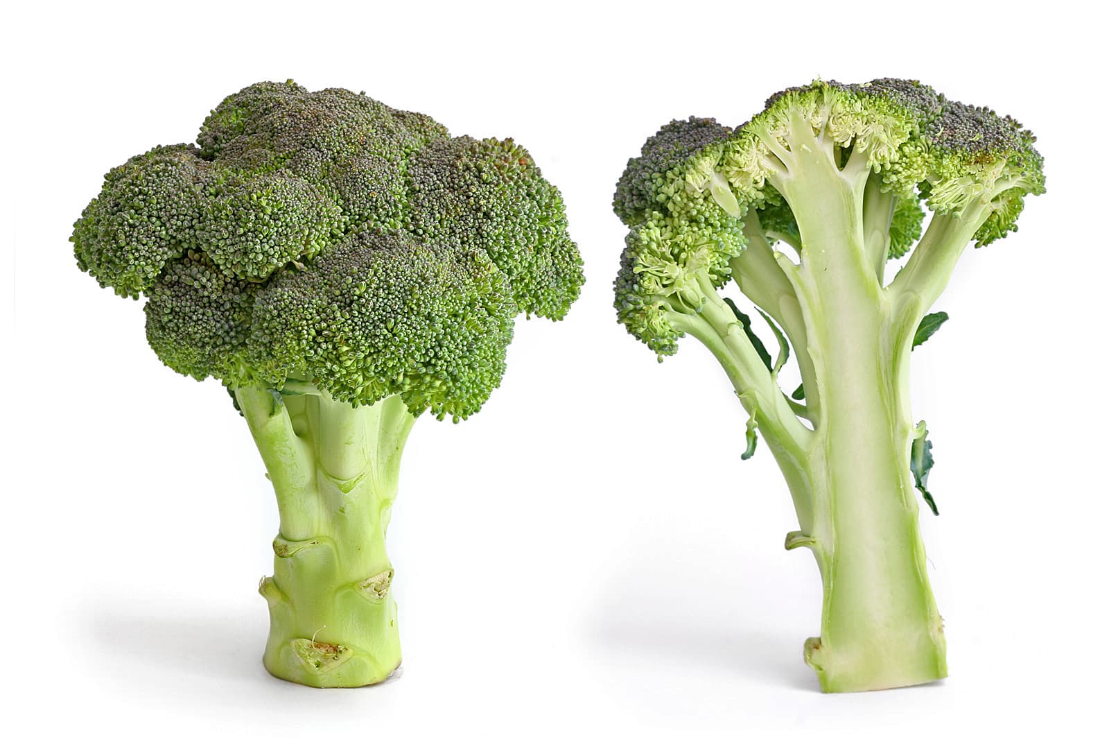 High resolution image of Broccoli - historical ingredient