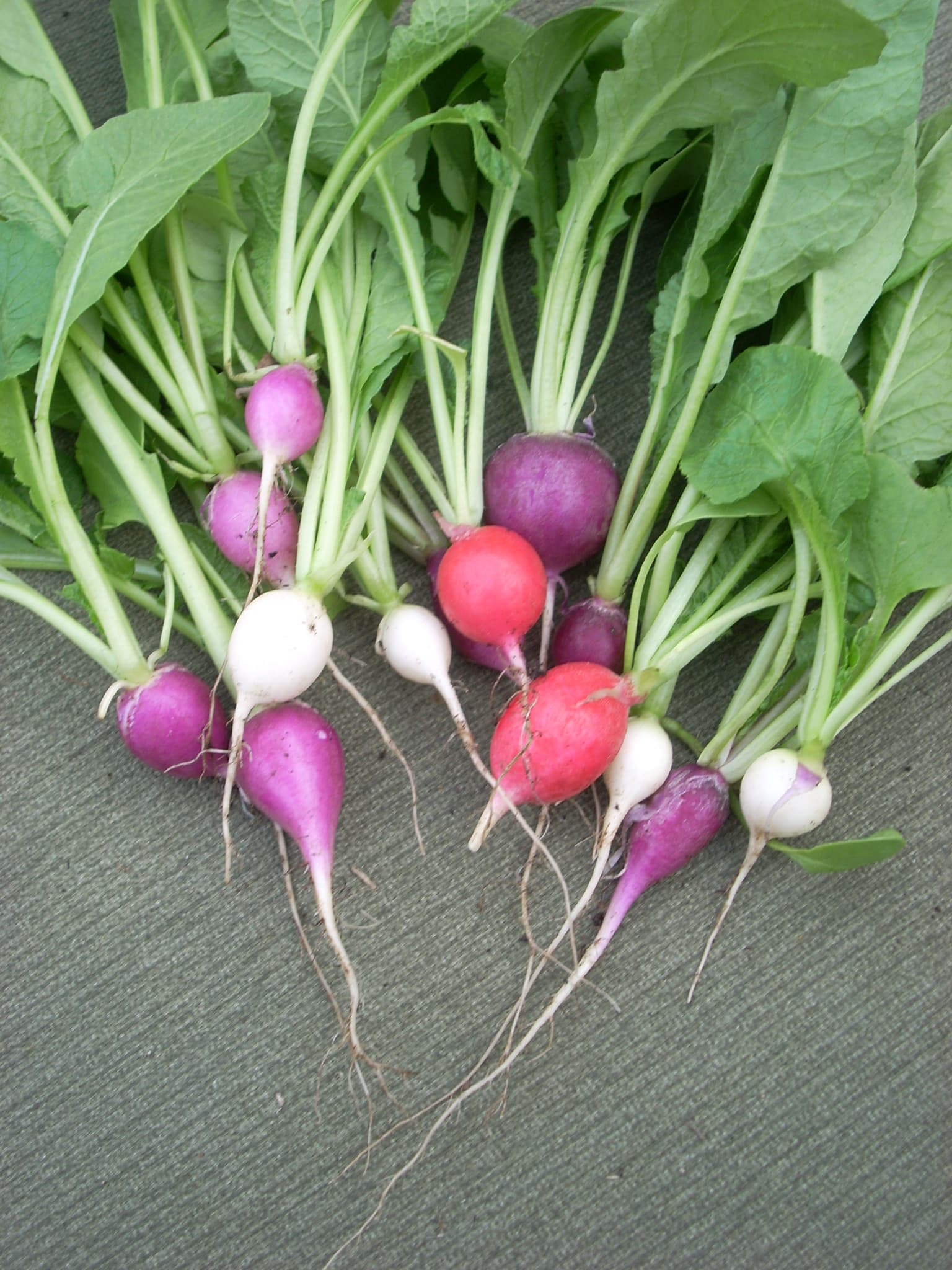 High resolution image of Radish - historical ingredient
