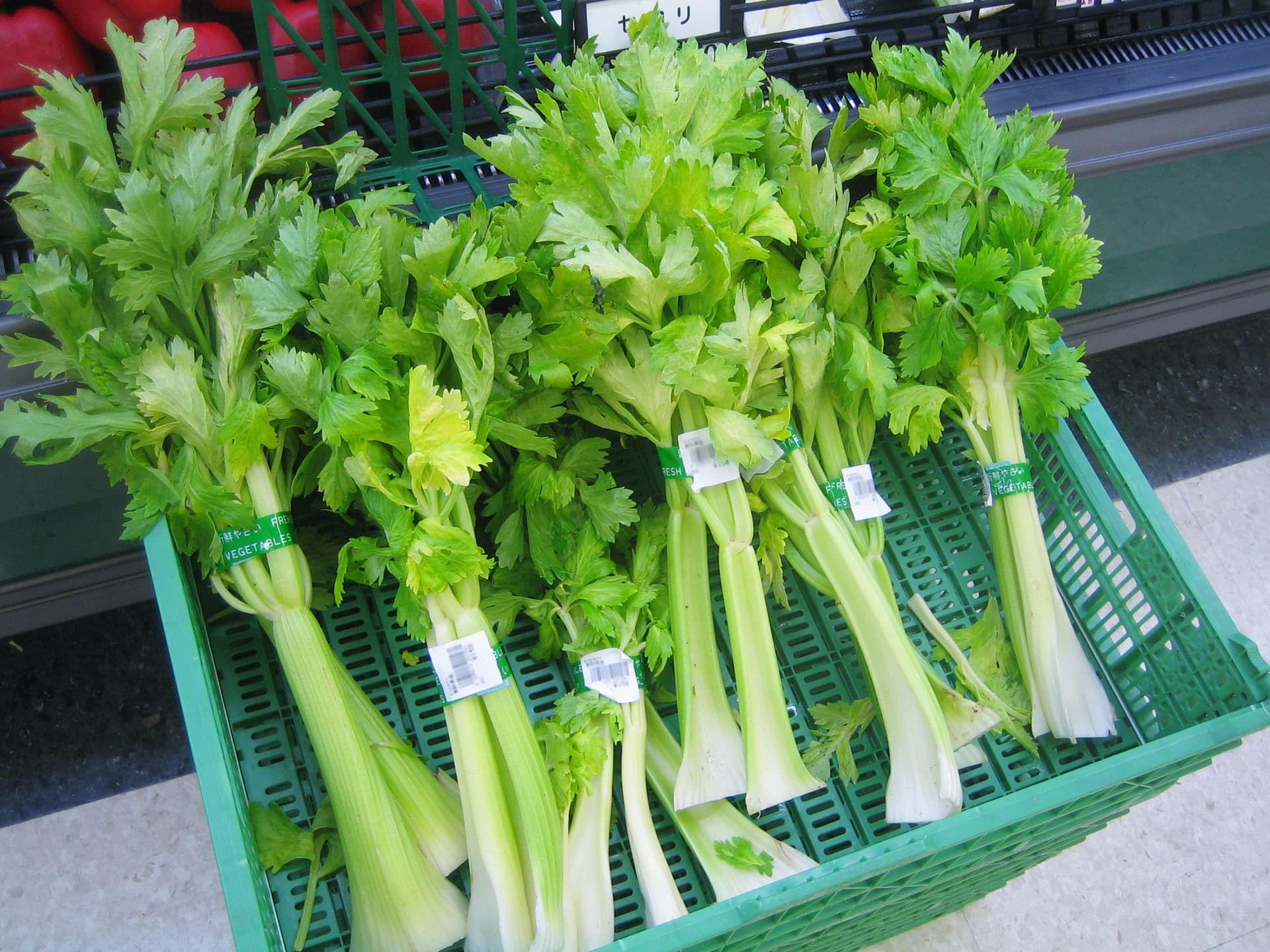High resolution image of Celery - historical ingredient