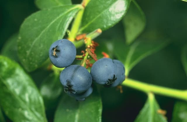 High resolution image of Blueberry - historical ingredient