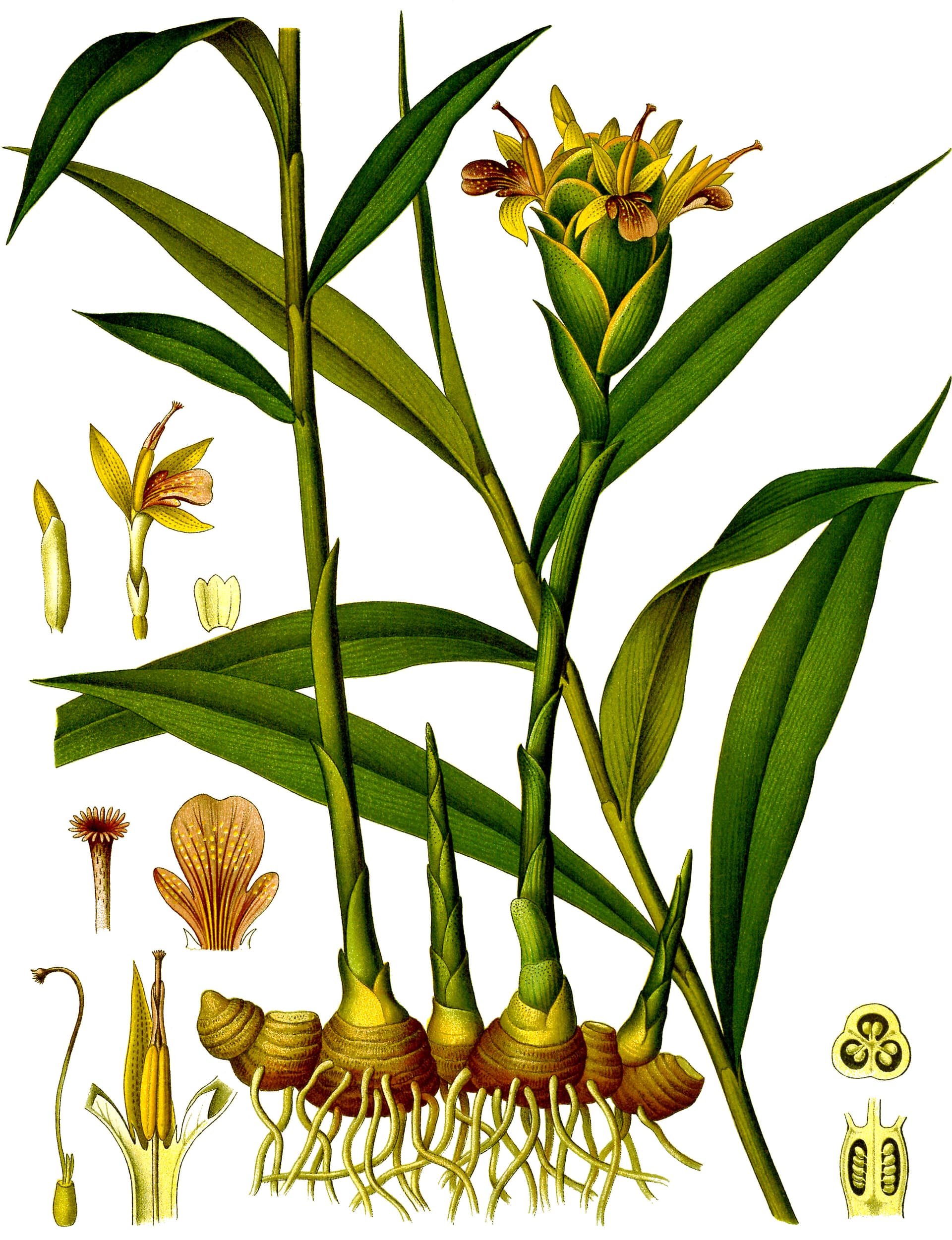 High resolution image of Ginger - historical ingredient