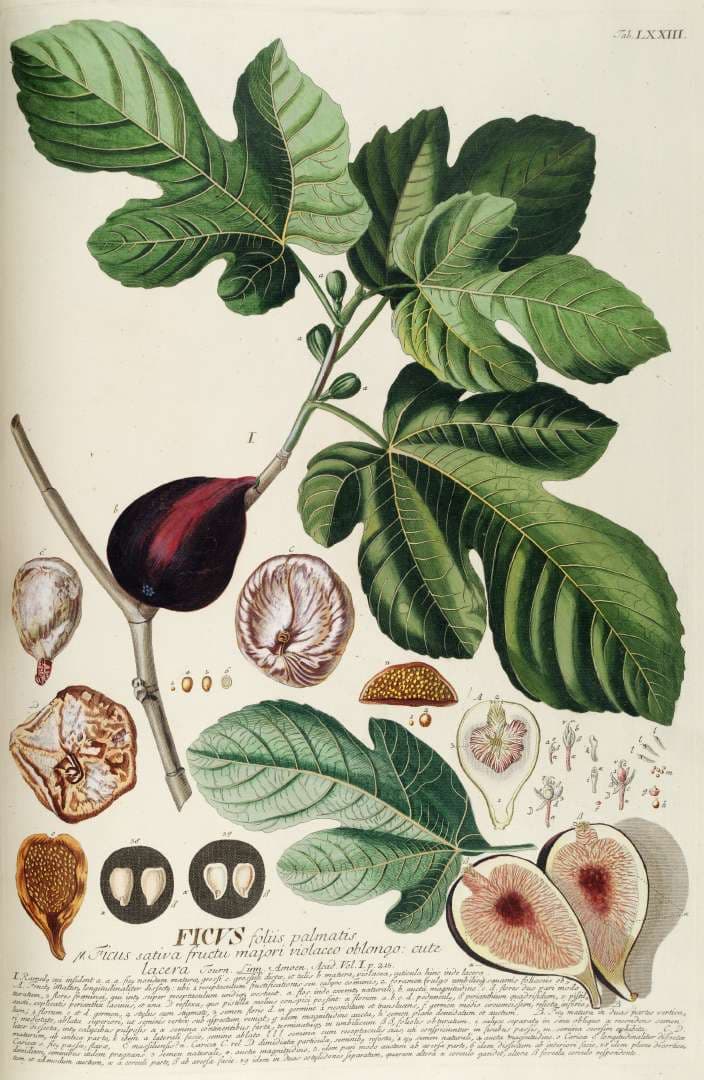 High resolution image of Fig - historical ingredient