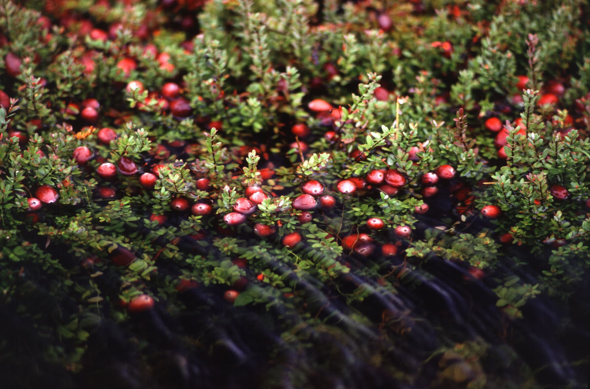 High resolution image of Cranberry - historical ingredient