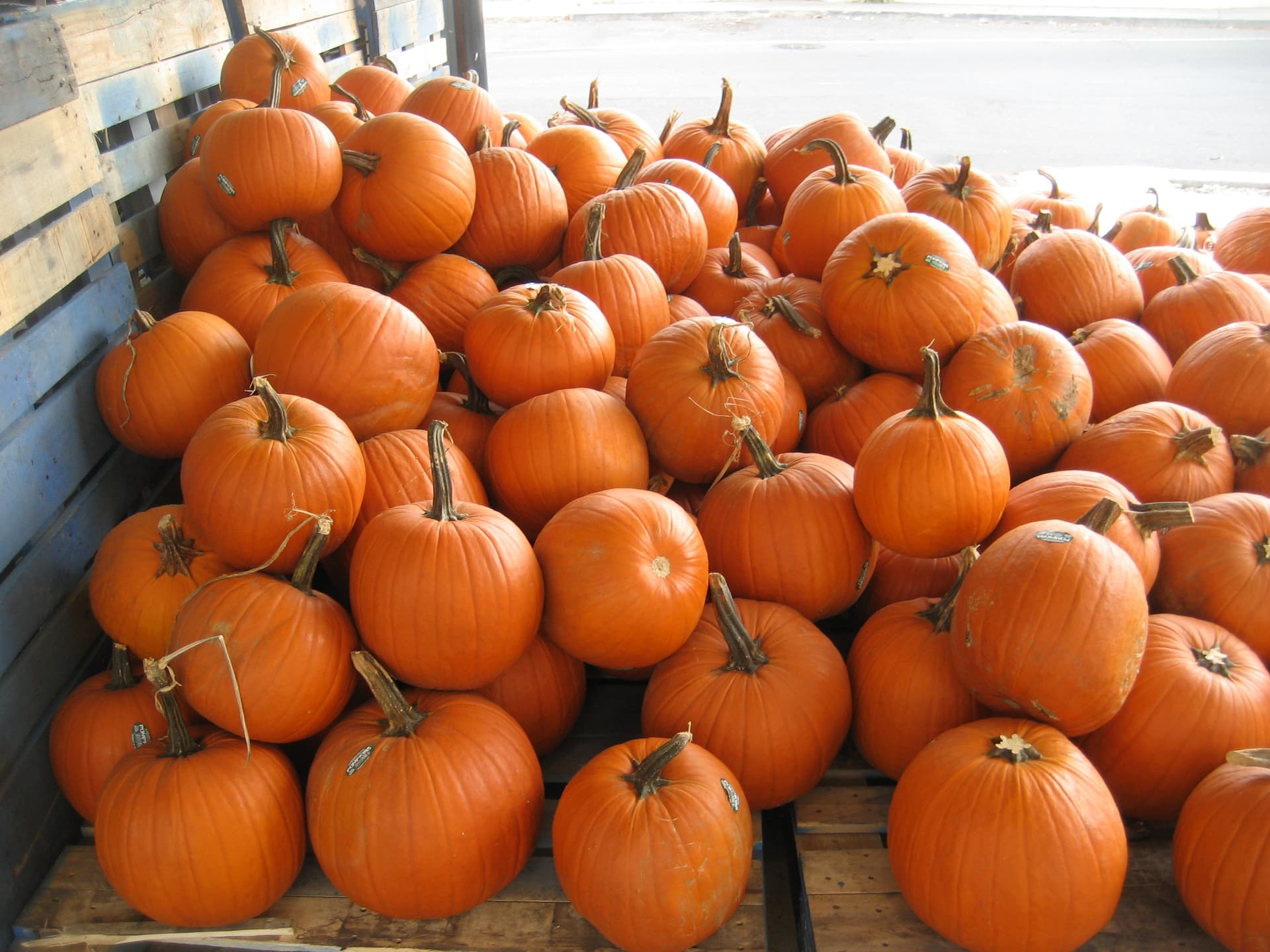 High resolution image of Pumpkin - historical ingredient