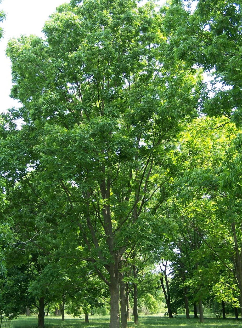 High resolution image of Pecan - historical ingredient