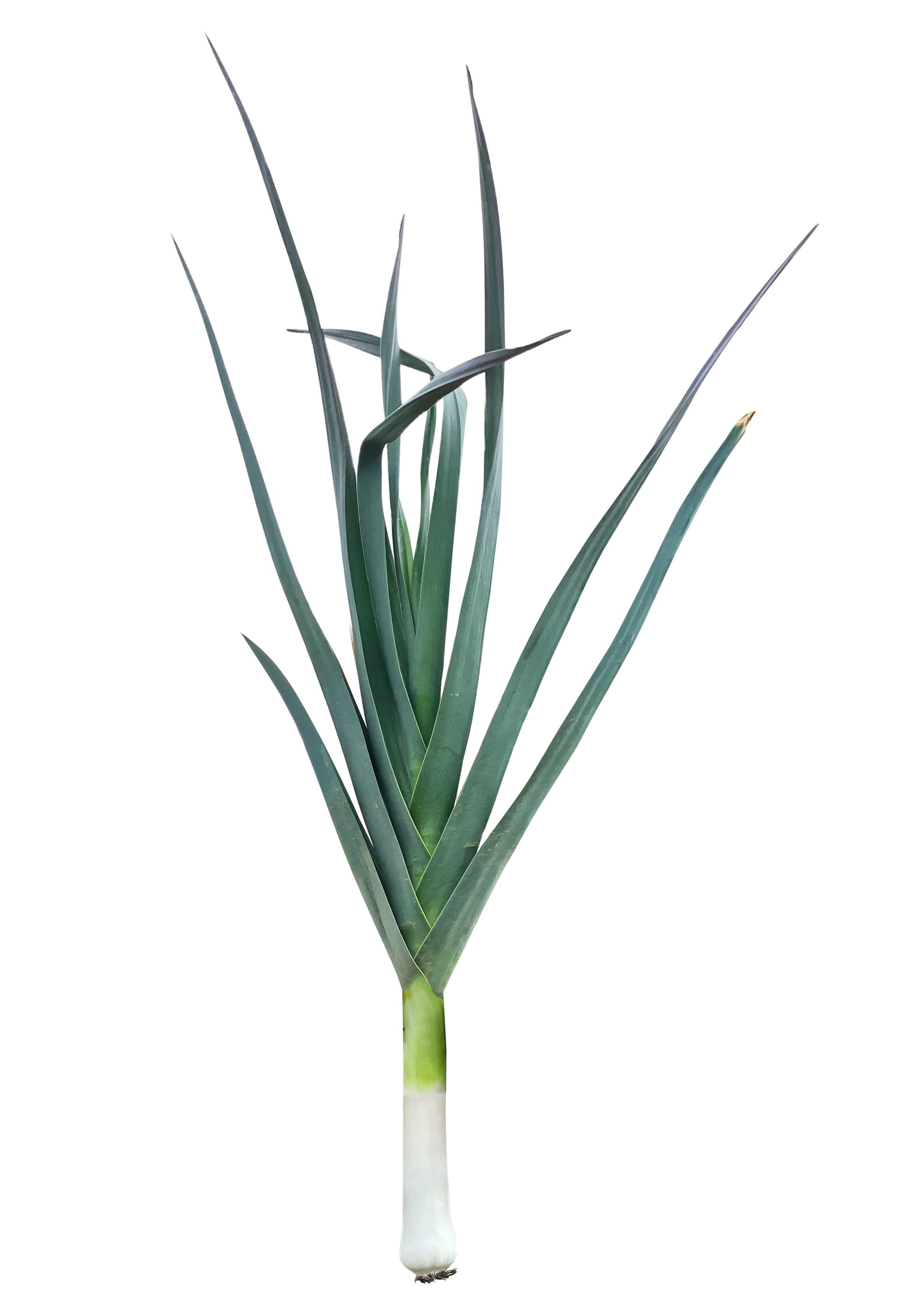 High resolution image of Leek - historical ingredient