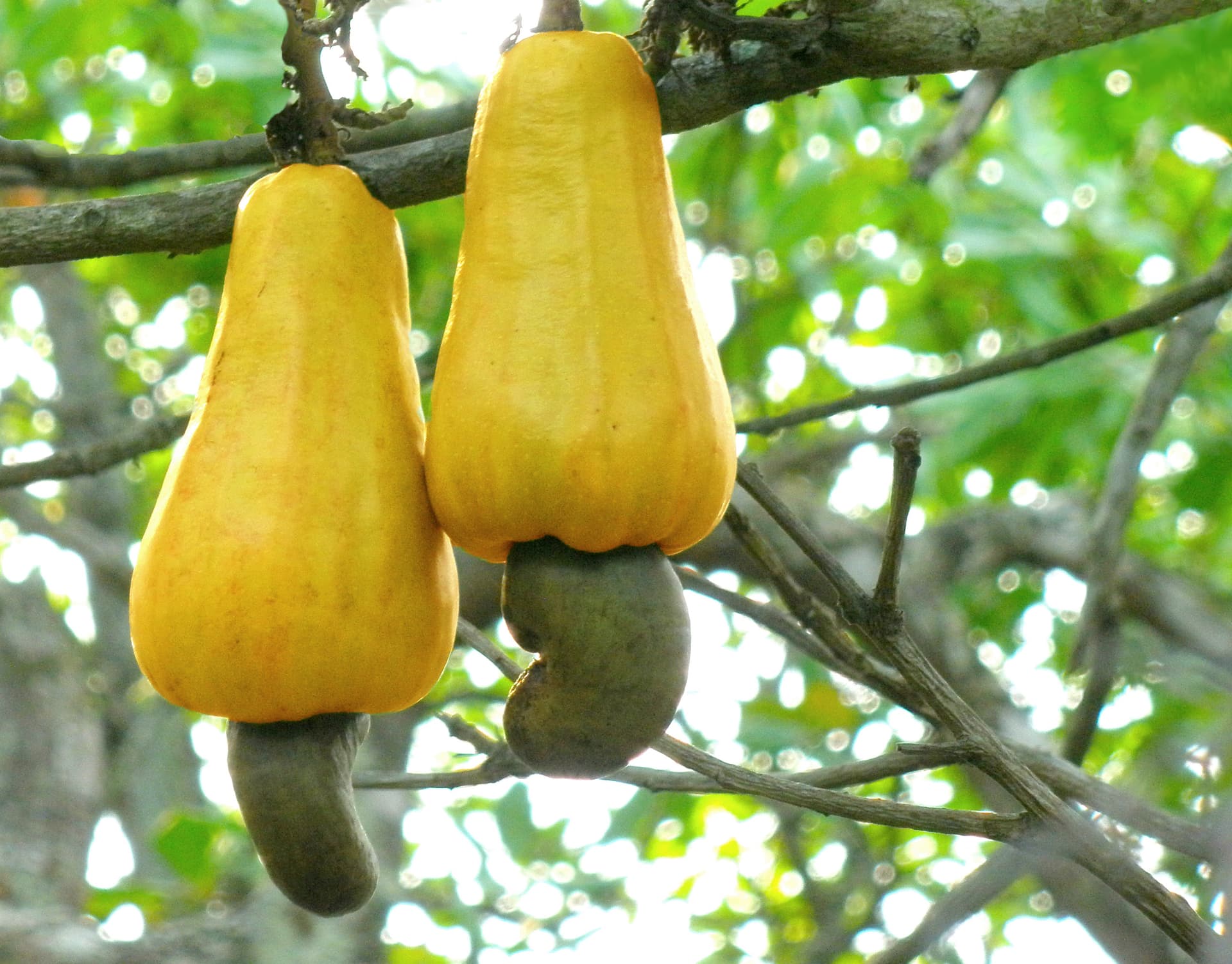 High resolution image of Cashew - historical ingredient