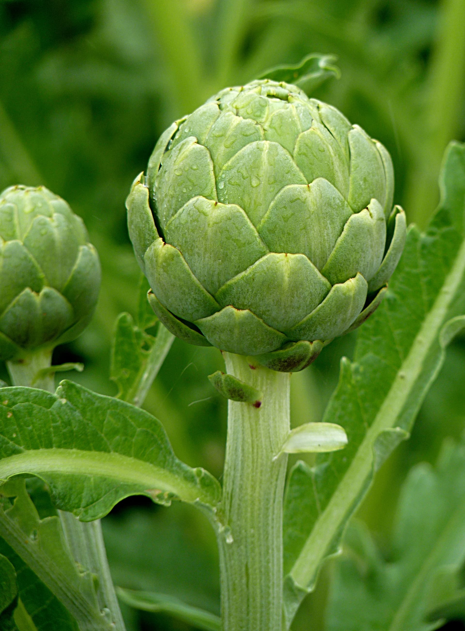 Green globe artichokes with tightly layered edible flower buds