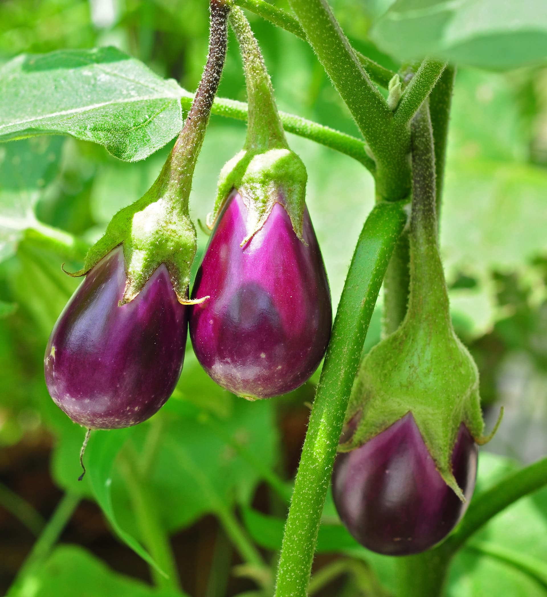 High resolution image of Eggplant - historical ingredient