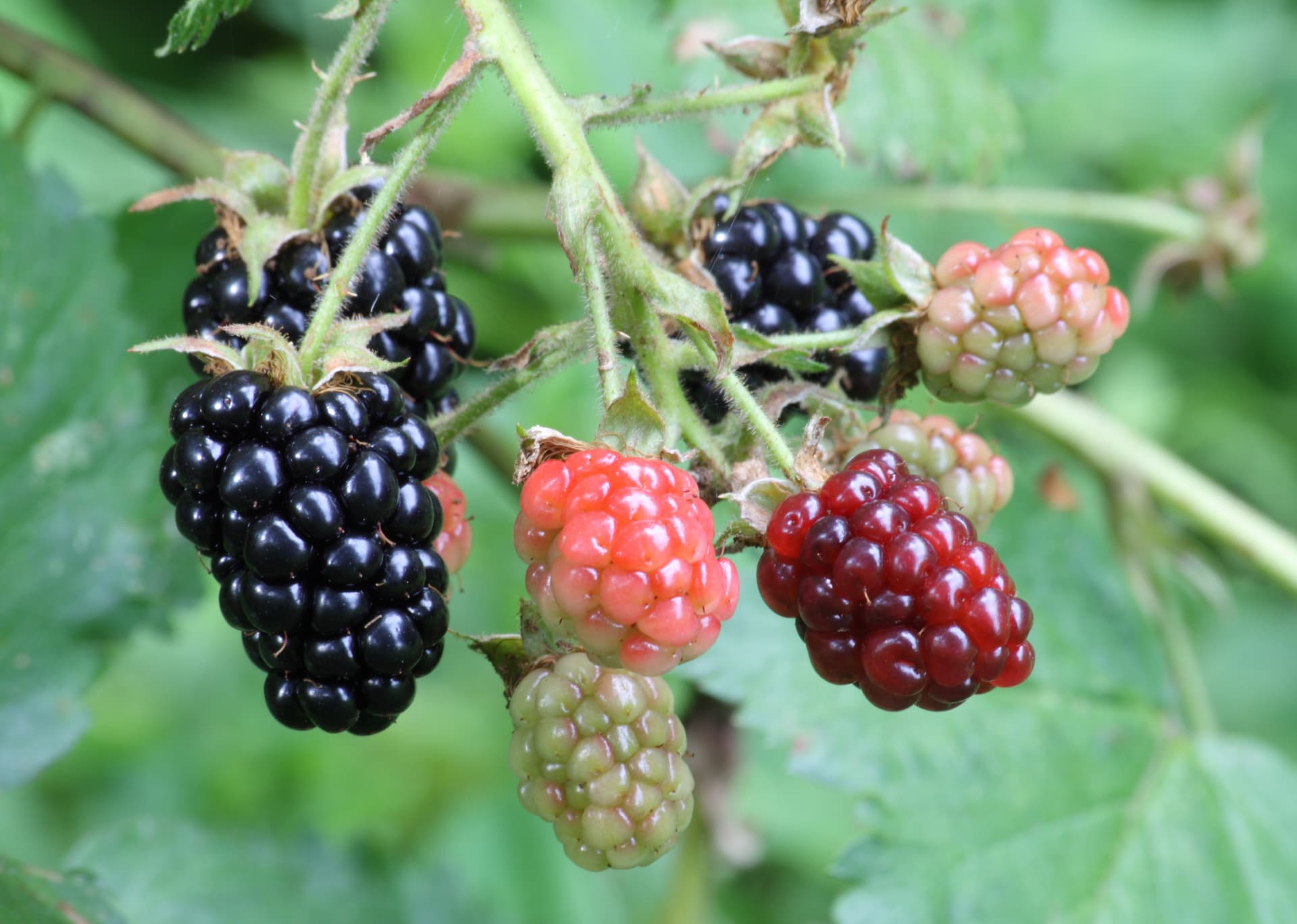 High resolution image of Blackberry - historical ingredient