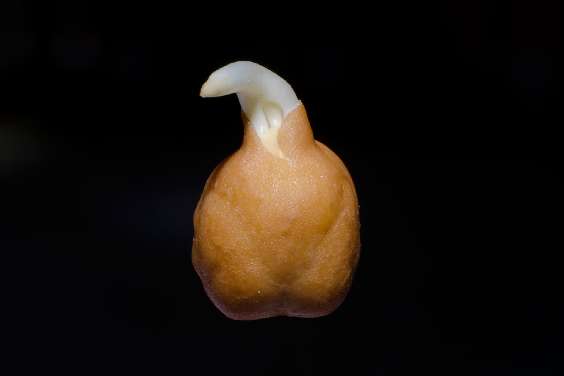 High resolution image of Chickpea - historical ingredient