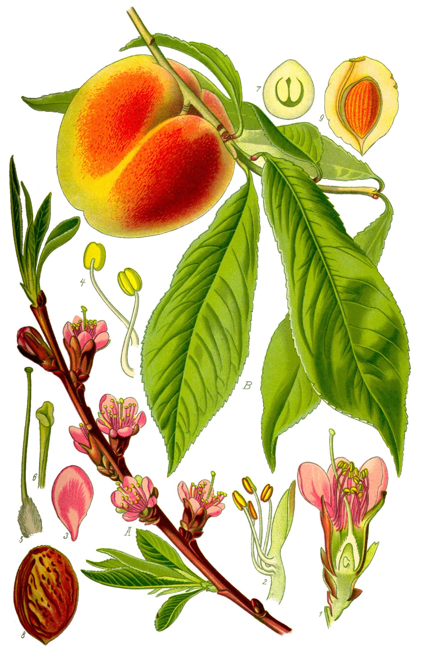 High resolution image of Peach - historical ingredient