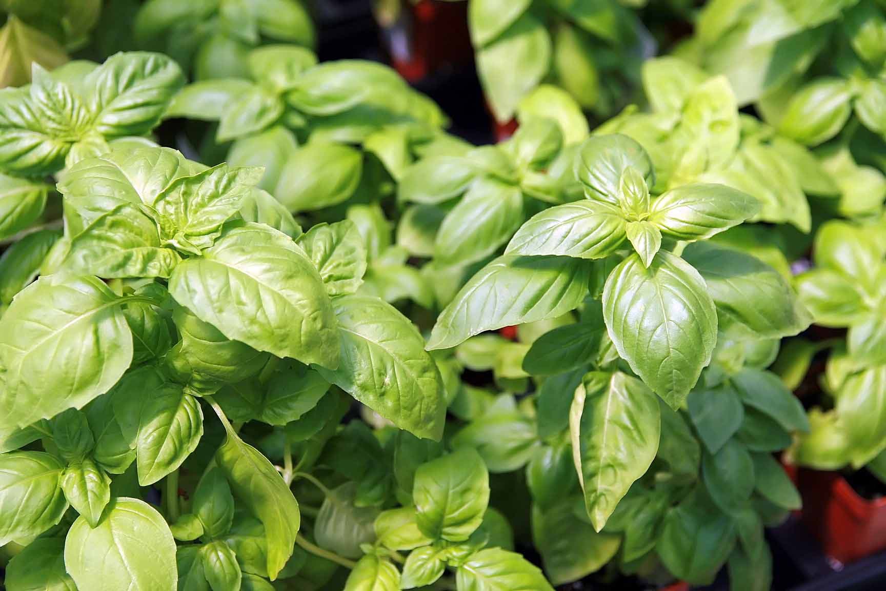 High resolution image of Basil - historical ingredient