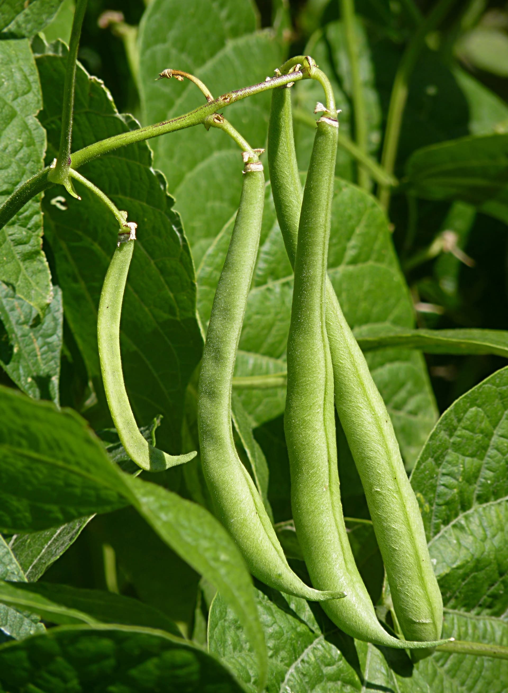 High resolution image of Beans - historical ingredient