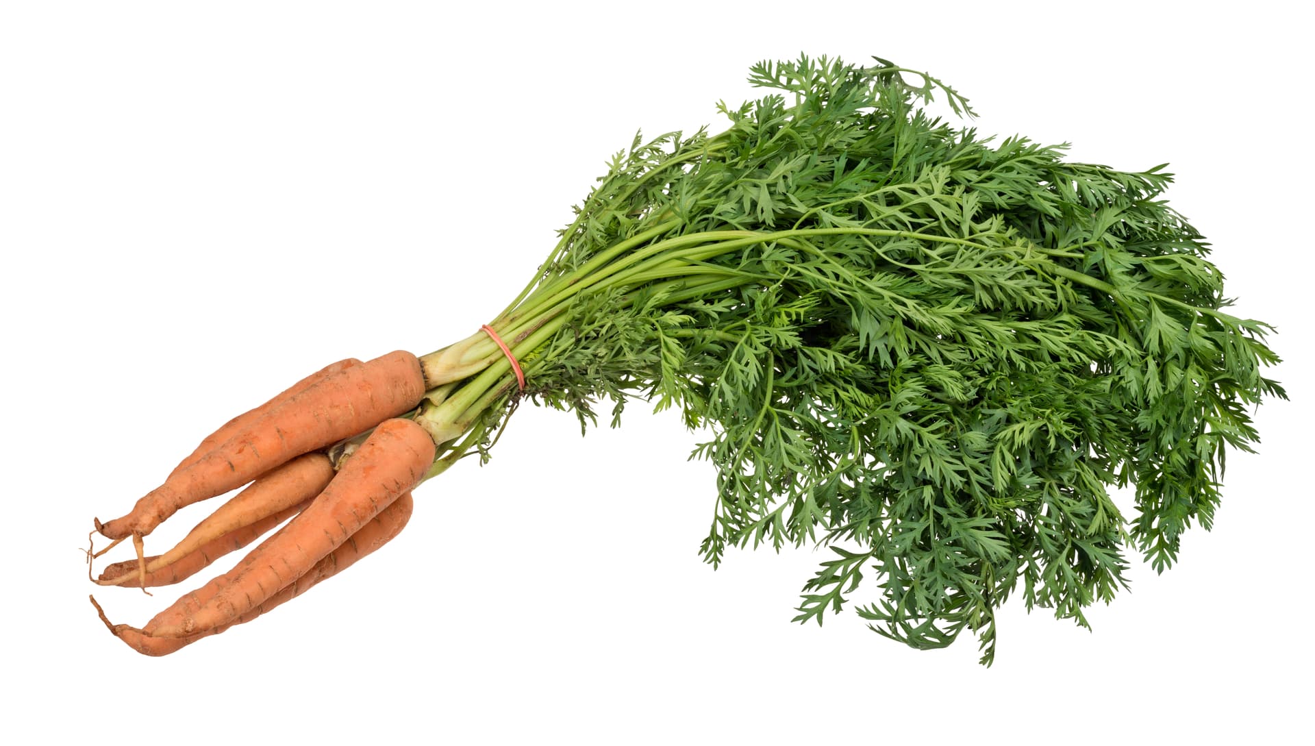 High resolution image of Carrot - historical ingredient