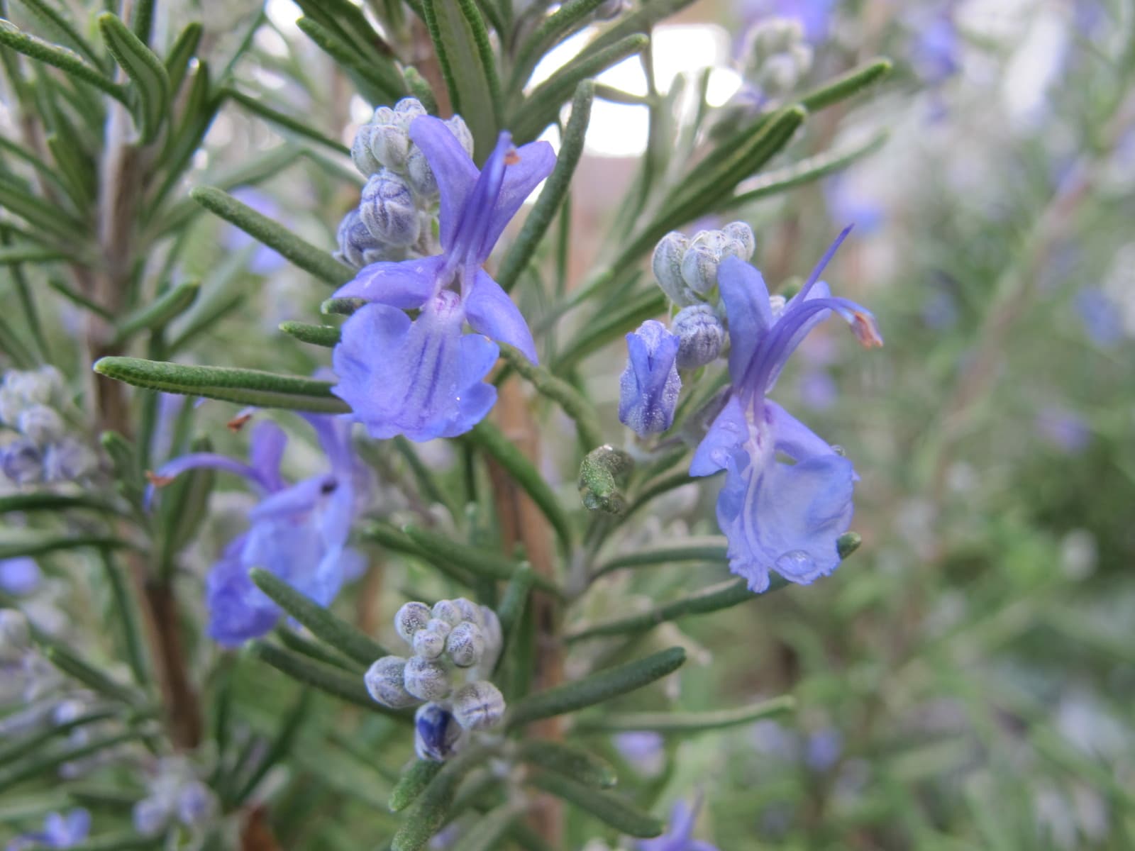 High resolution image of Rosemary - historical ingredient