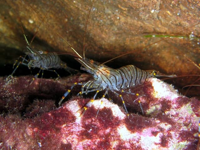 High resolution image of Shrimp - historical ingredient