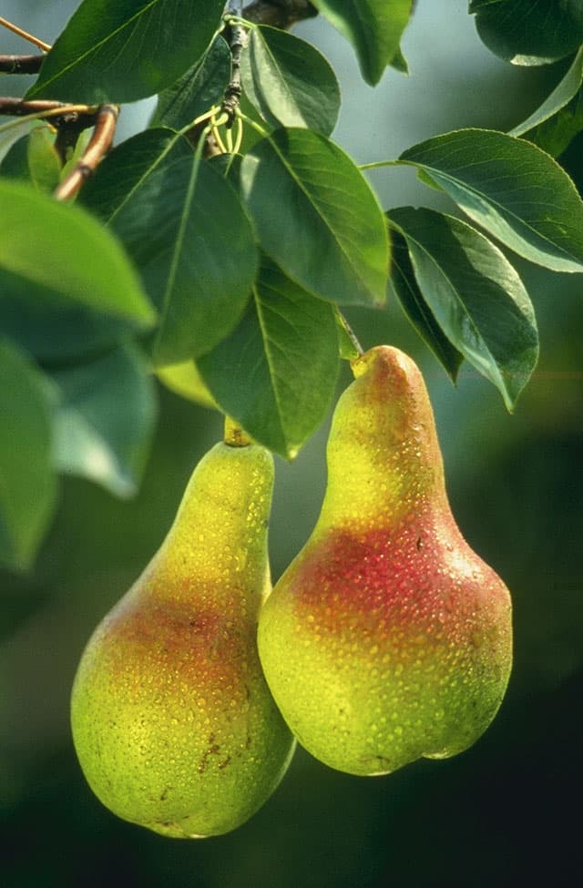 High resolution image of Pear - historical ingredient