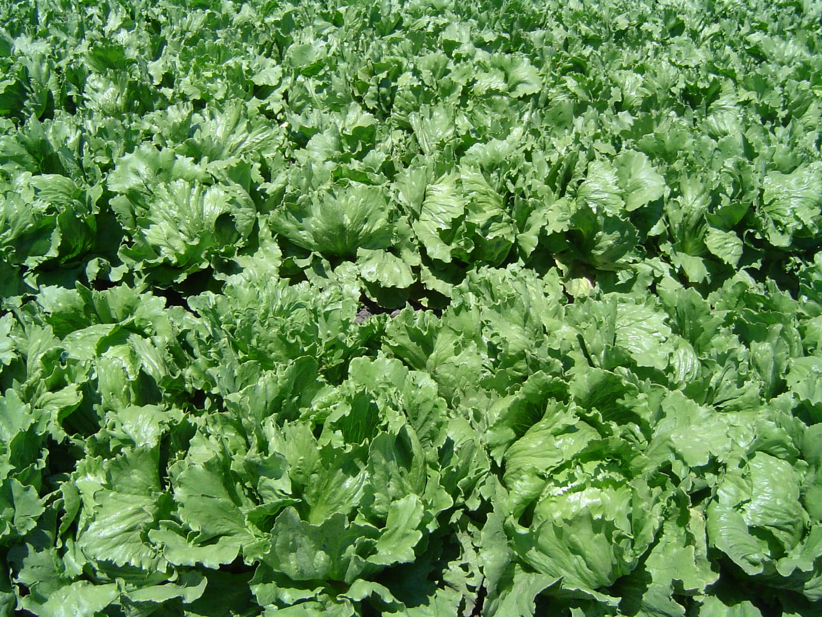 High resolution image of Lettuce - historical ingredient