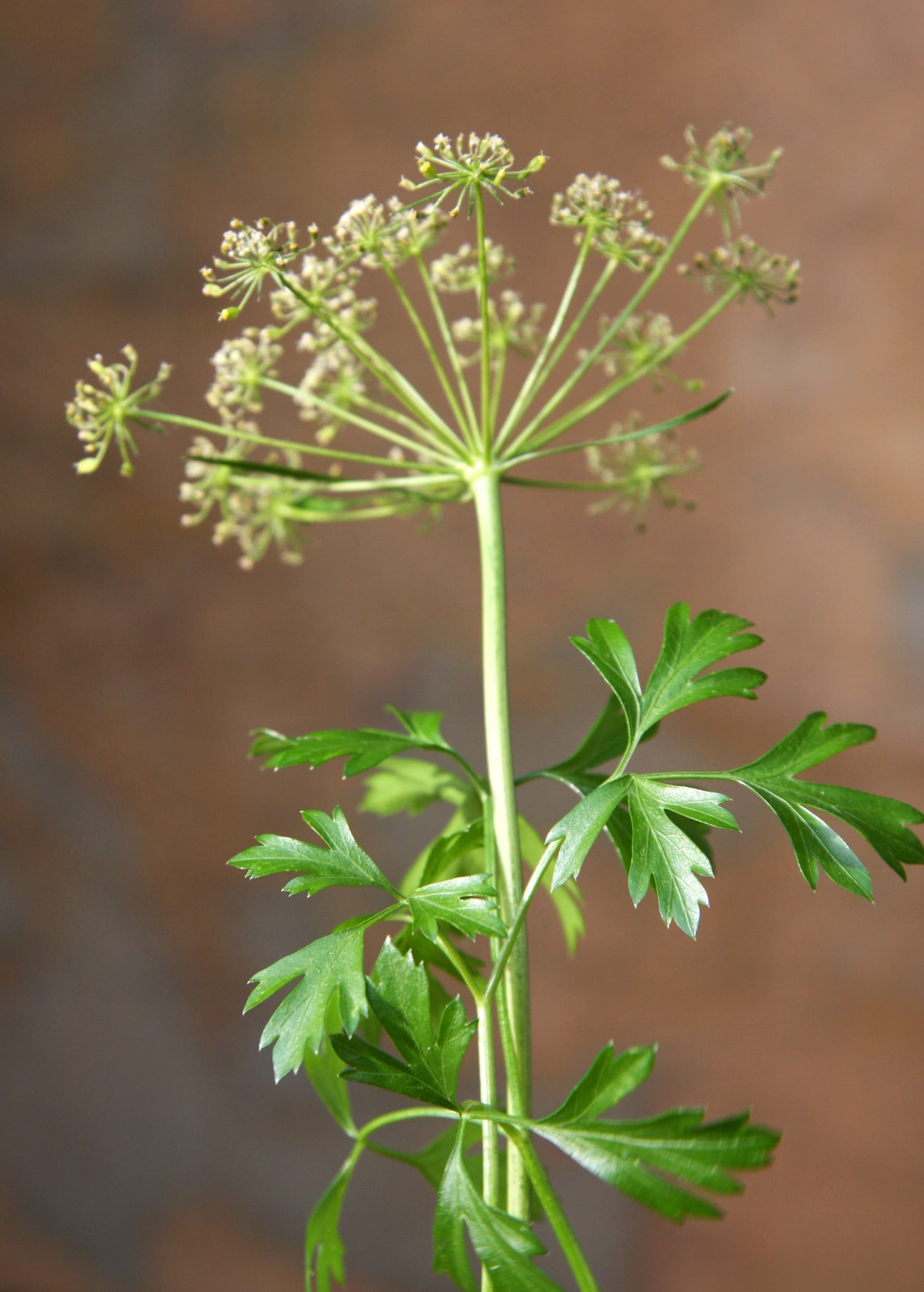 High resolution image of Parsley - historical ingredient