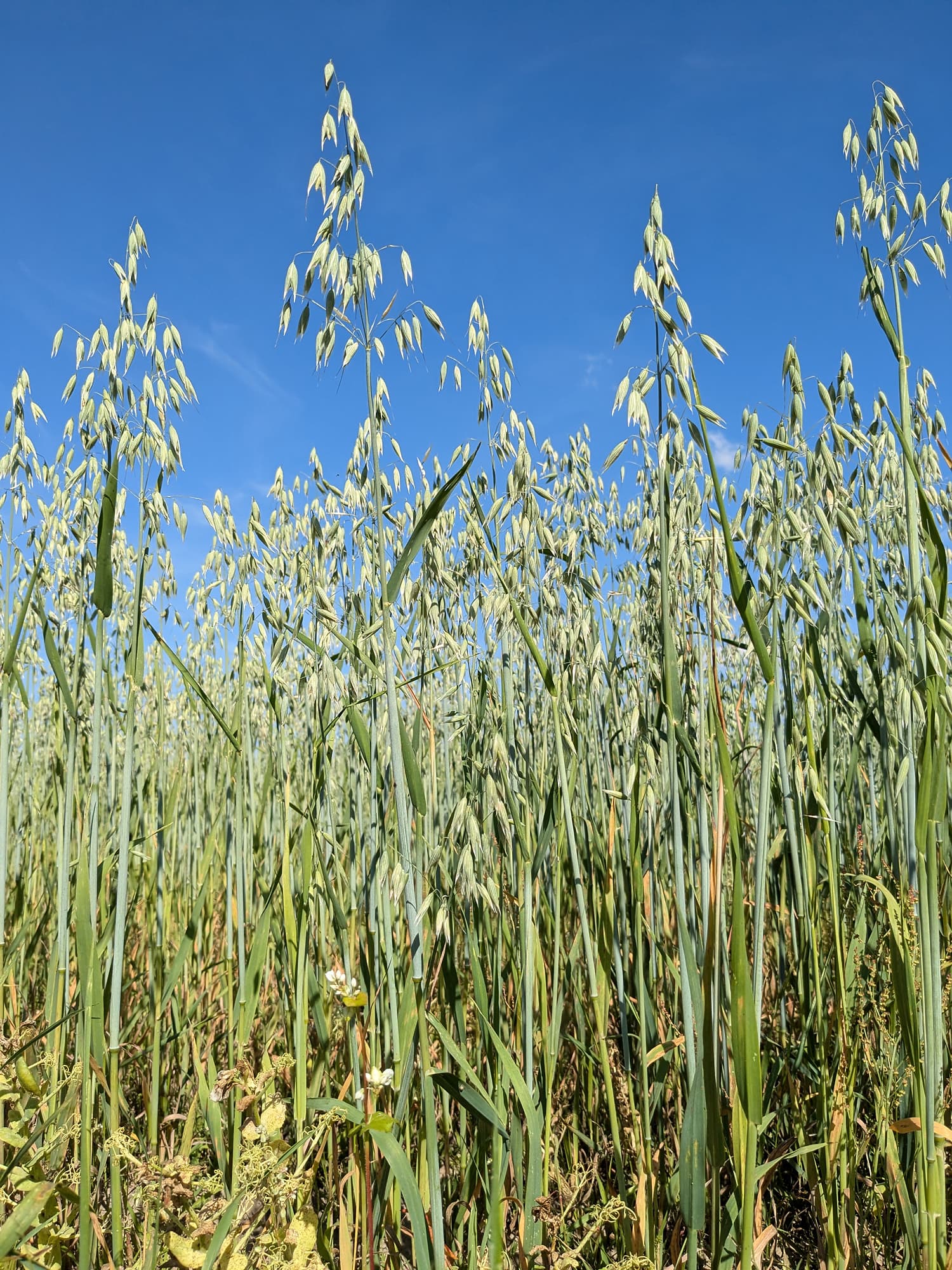 High resolution image of Oats - historical ingredient