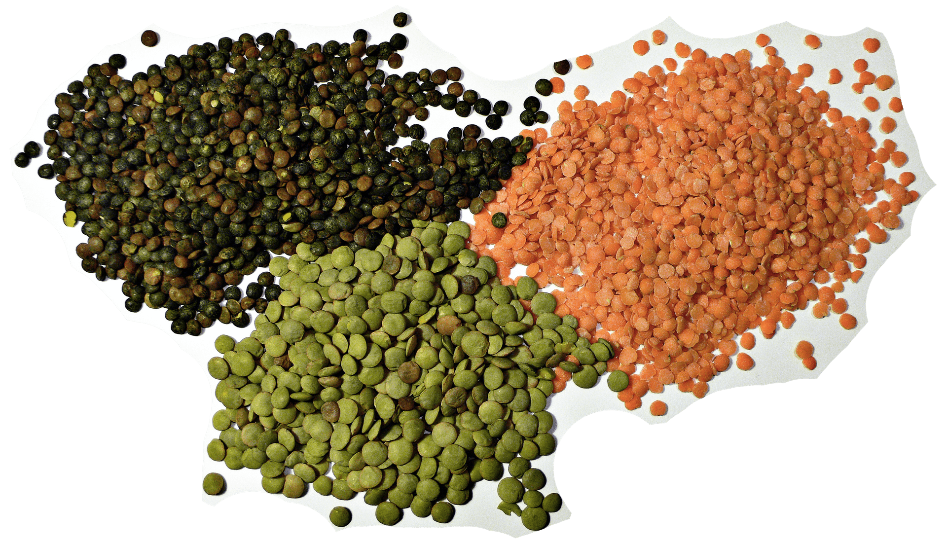 High resolution image of Lentil - historical ingredient