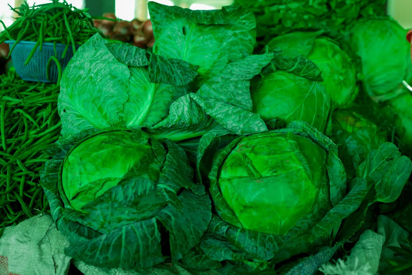Green cabbage heads with broad outer leaves