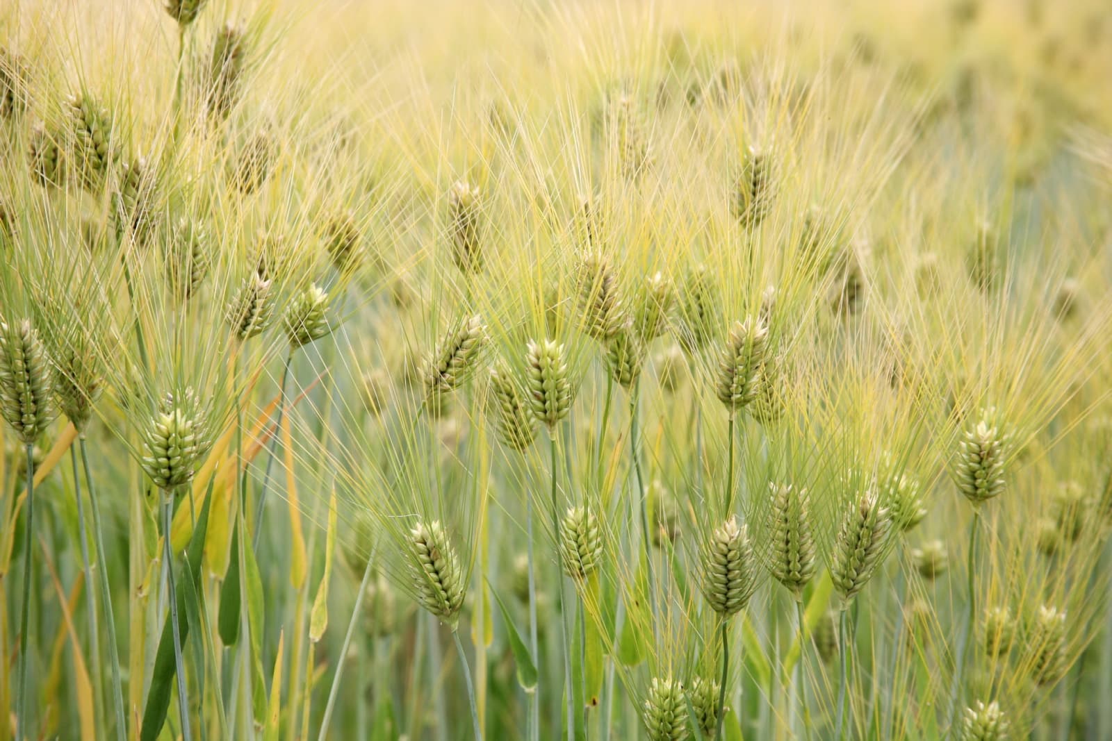 High resolution image of Barley - historical ingredient