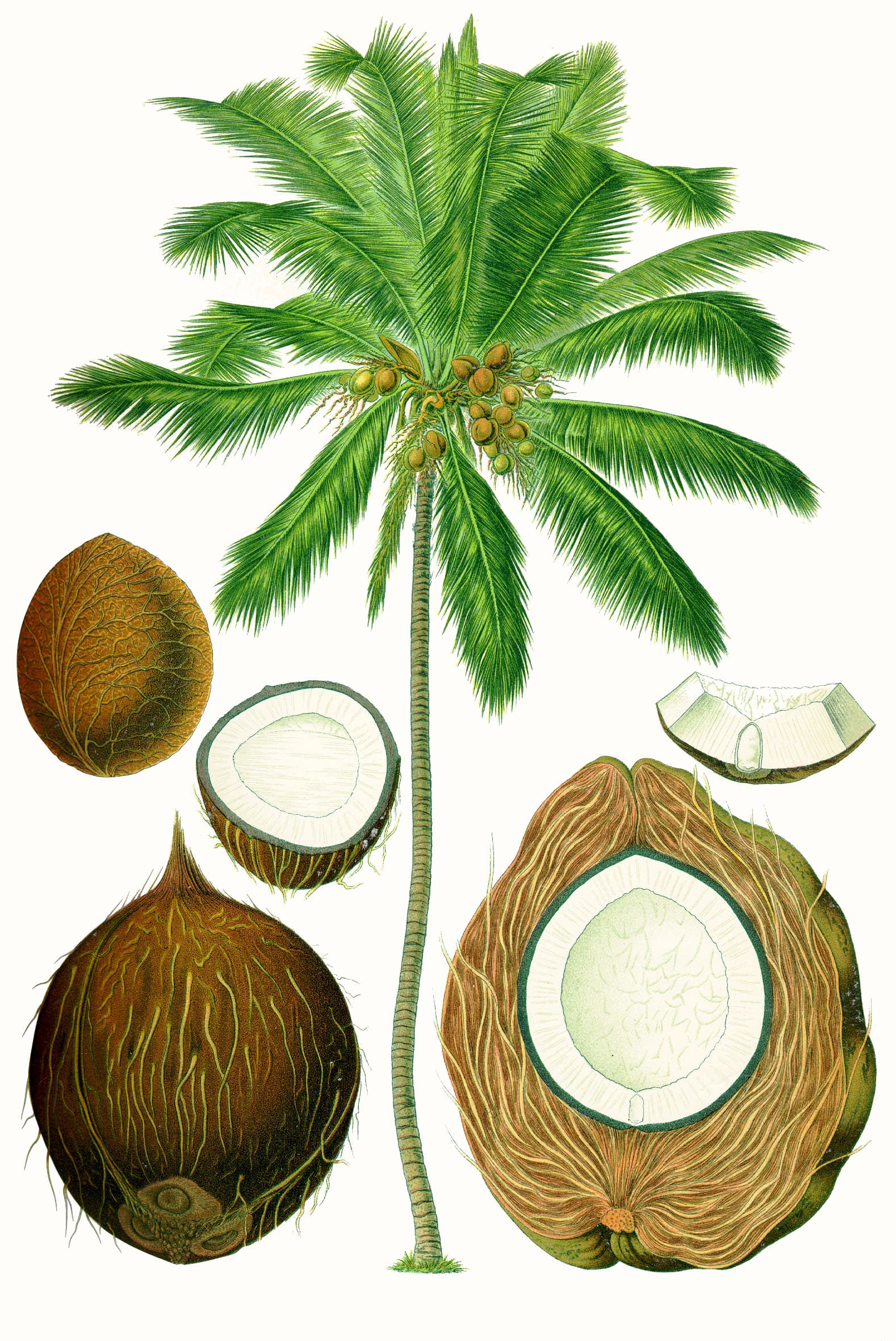 High resolution image of Coconut - historical ingredient
