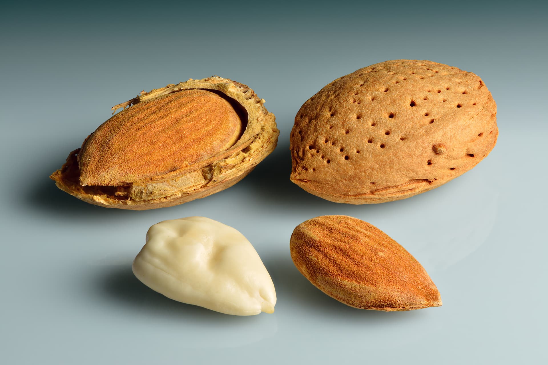 High resolution image of Almond - historical ingredient