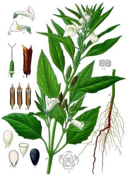 High resolution image of Sesame - historical ingredient