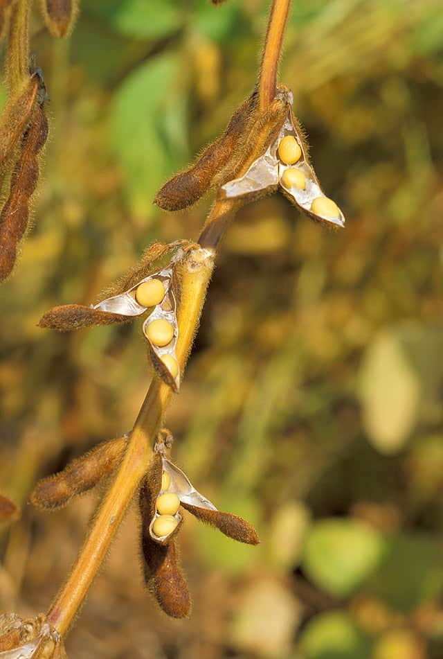 High resolution image of Soybean - historical ingredient