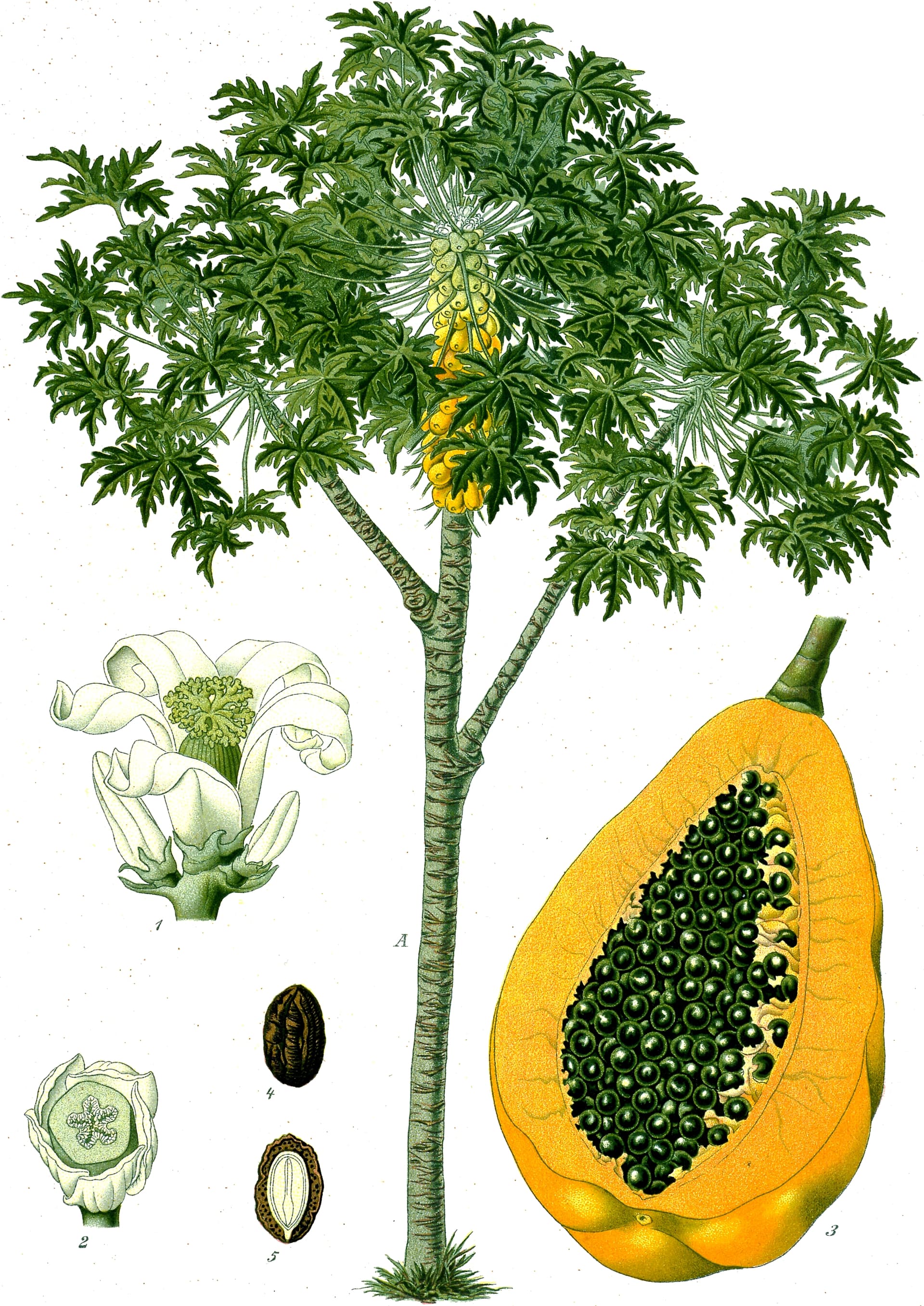 High resolution image of Papaya - historical ingredient