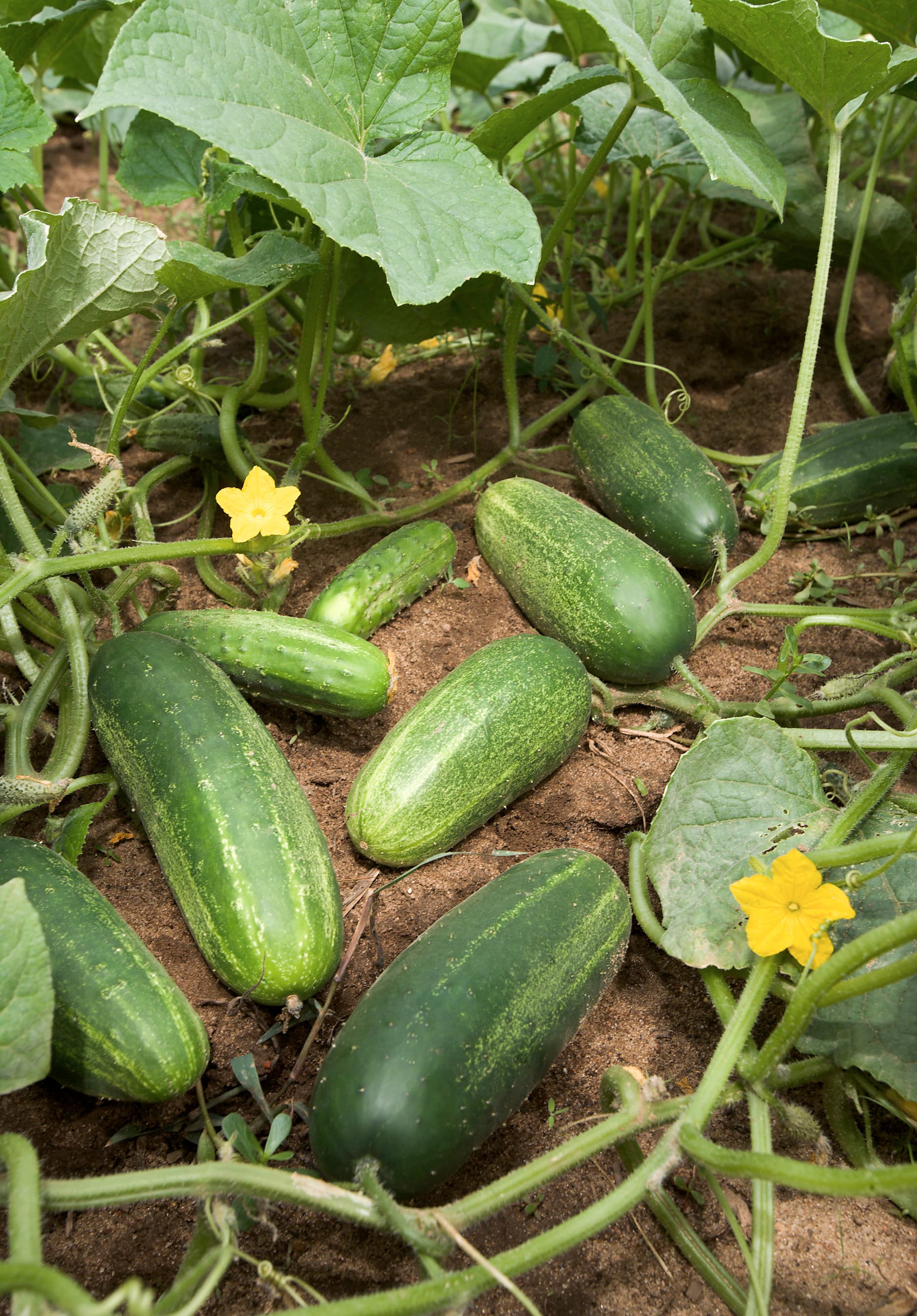 High resolution image of Cucumber - historical ingredient