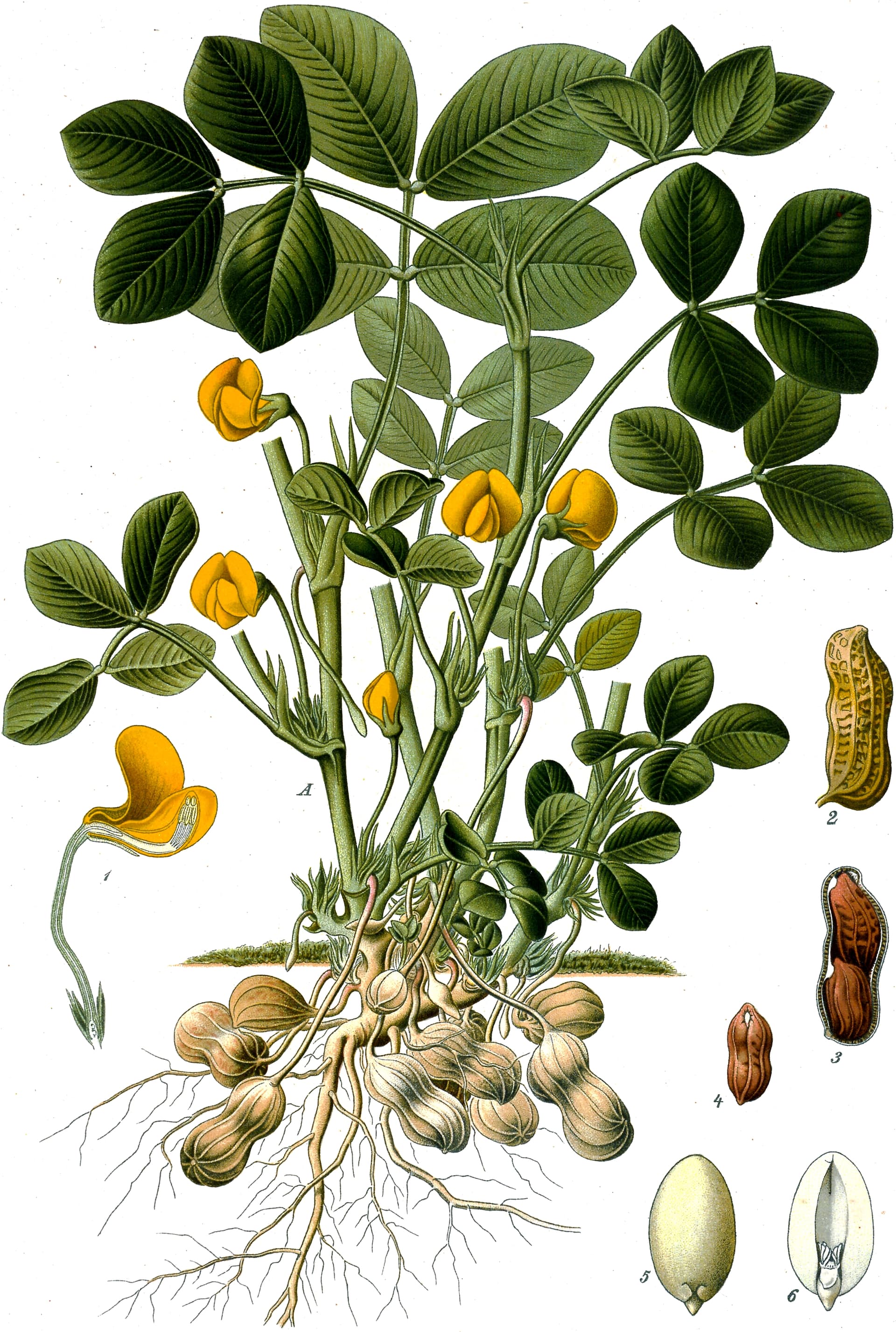 High resolution image of Peanut - historical ingredient