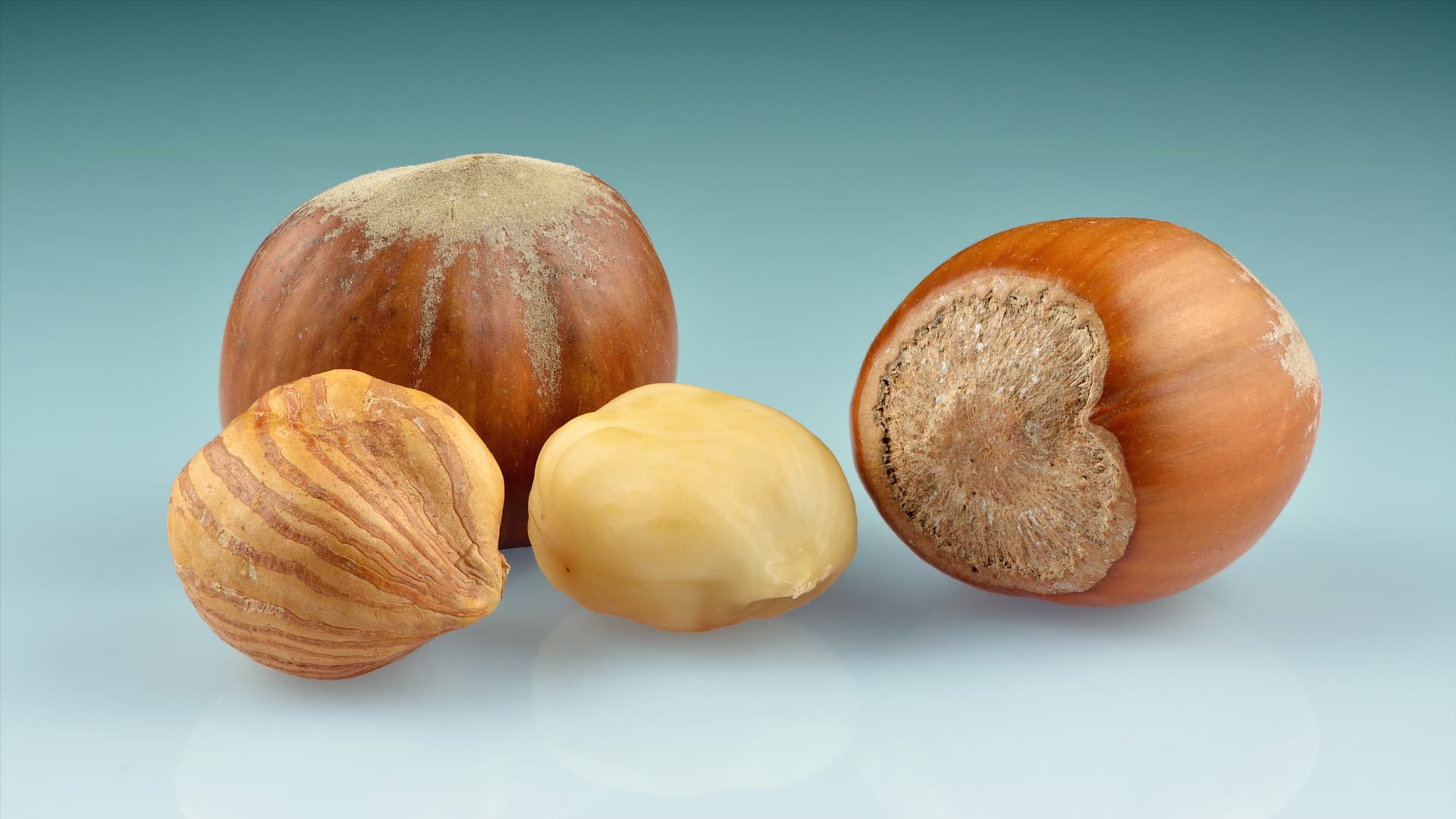 High resolution image of Hazelnut - historical ingredient