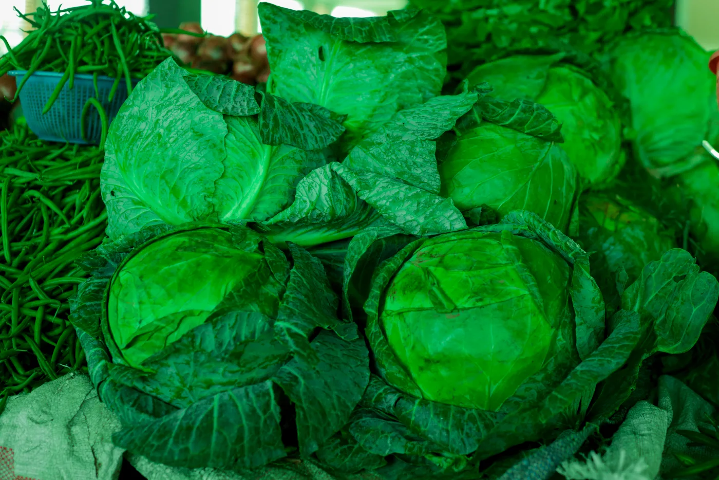 Green cabbage heads with broad outer leaves