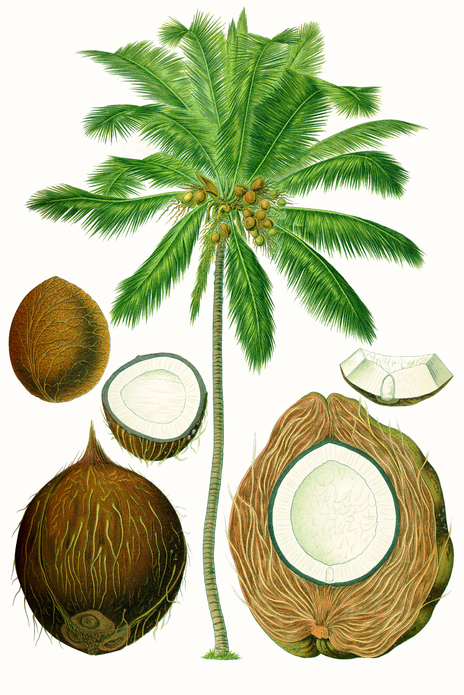 High resolution image of Coconut - historical ingredient