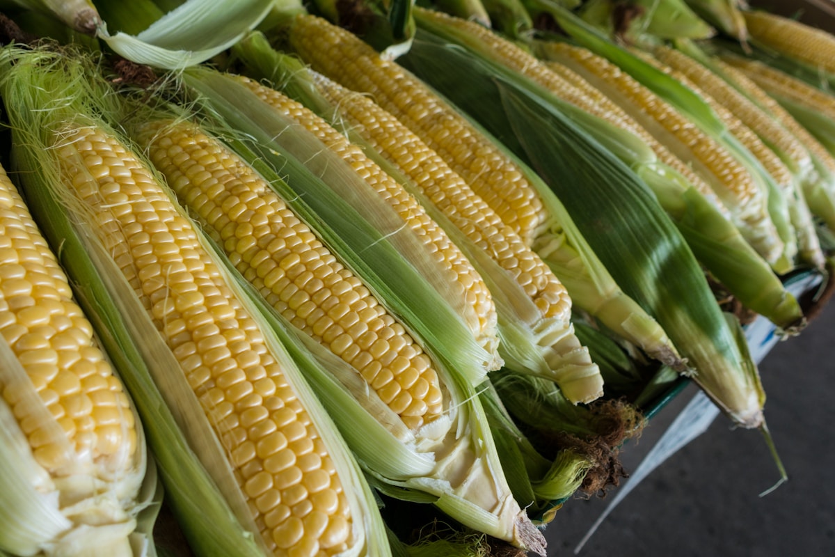 Colorful heritage corn varieties