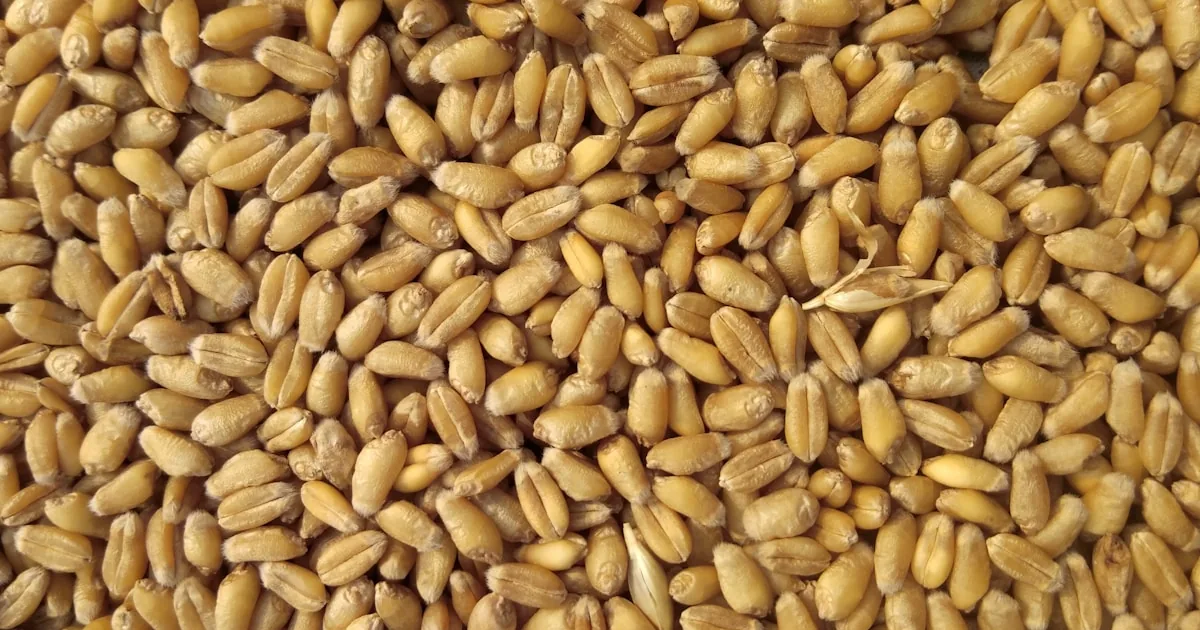 Milled flour and wheat grain — the powder between cereal fields and bread