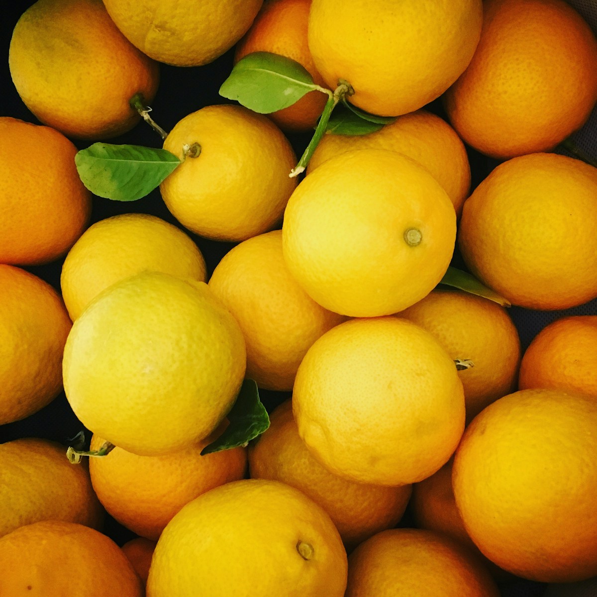 Bright yellow lemons on tree branches