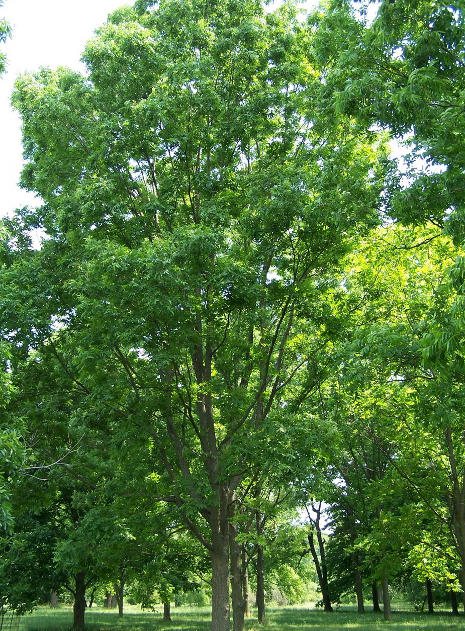High resolution image of Pecan - historical ingredient