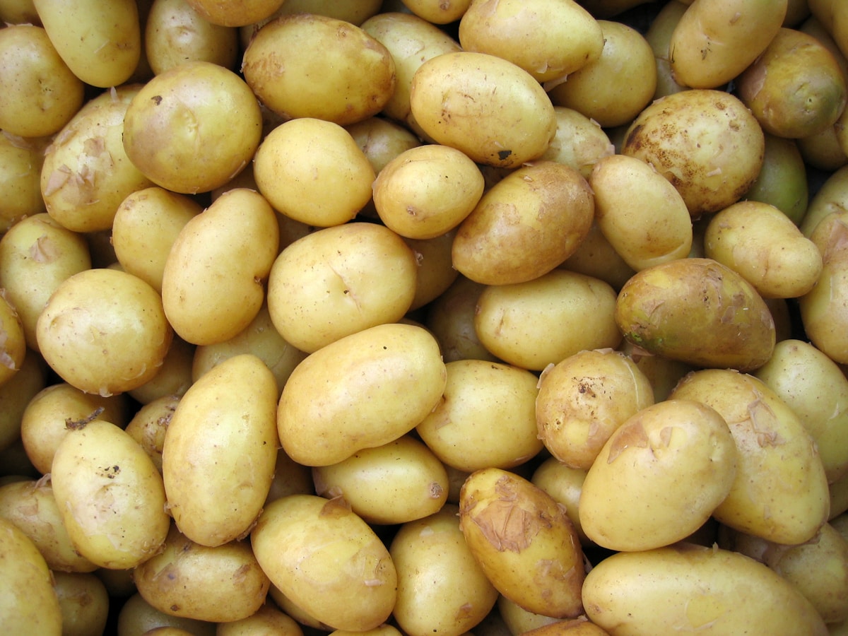 Rustic potatoes freshly harvested from soil