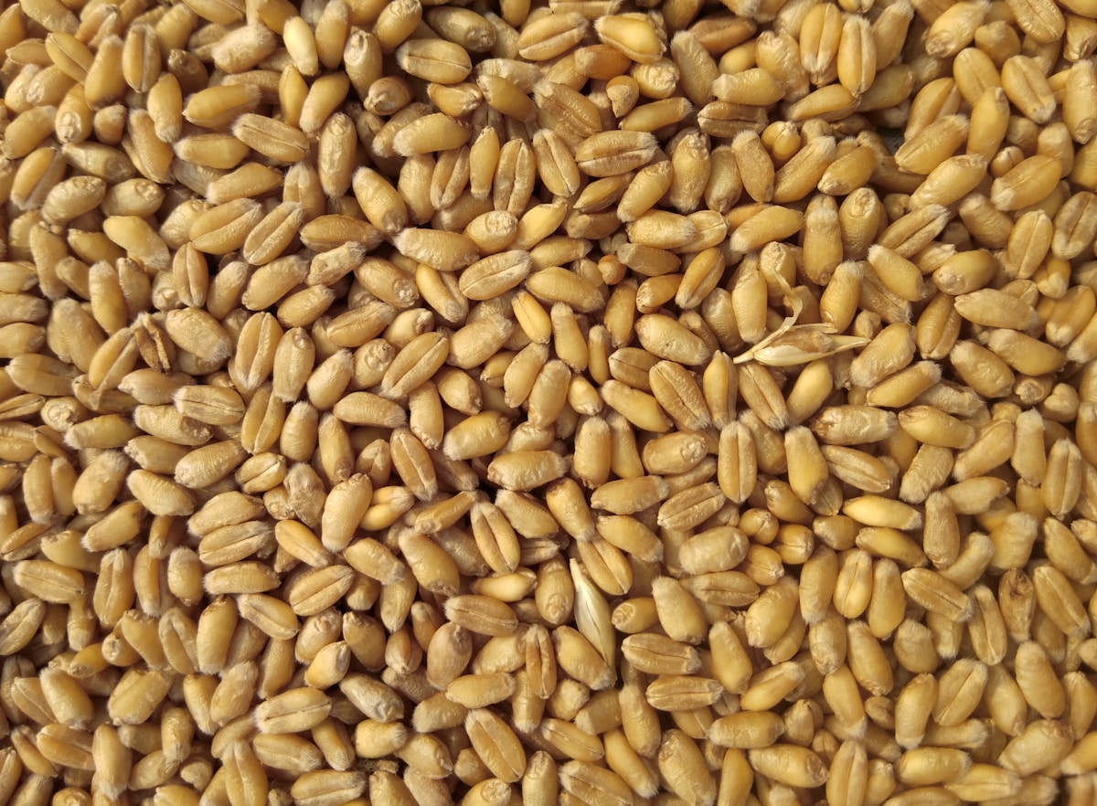 Golden wheat field stretching to the horizon