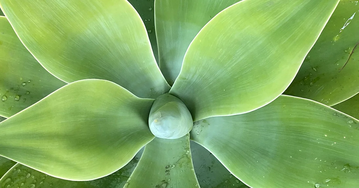 Golden agave nectar beside a cut agave plant and a clay cup