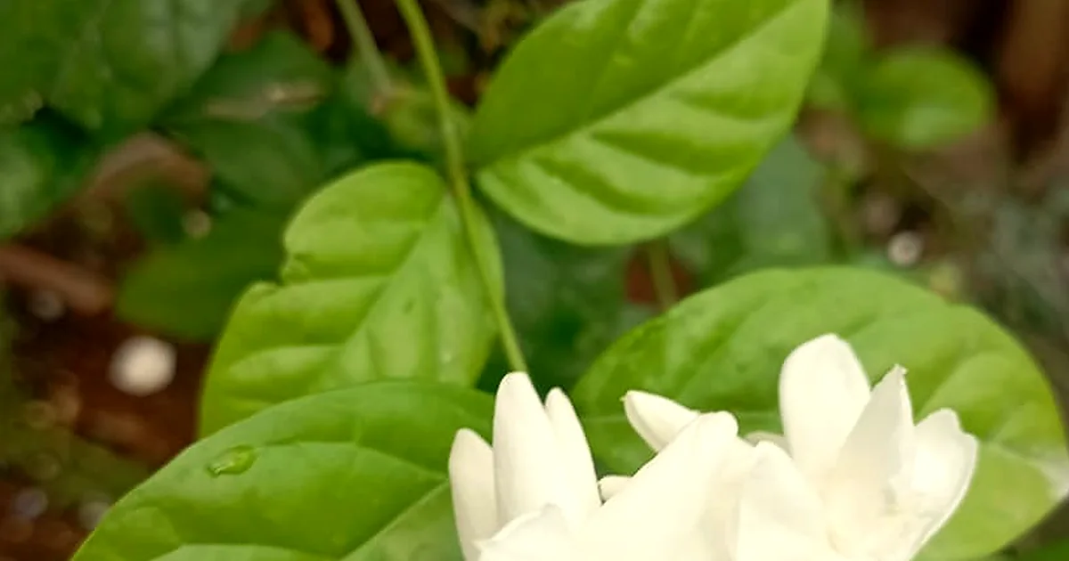 Loose jasmine tea leaves with white jasmine blossoms and a glass cup
