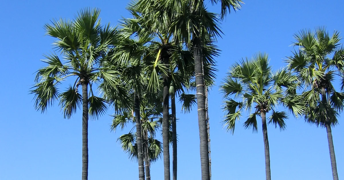 Palm sugar blocks, syrup, and crystals beside tapped coconut and palmyra palms