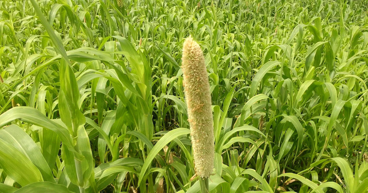 Red and white sorghum grains, seed heads, flatbread, porridge, and a brewing vessel